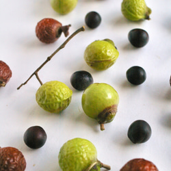 山葵色と飴色のムクロジの実と黒い種 2枚目の画像