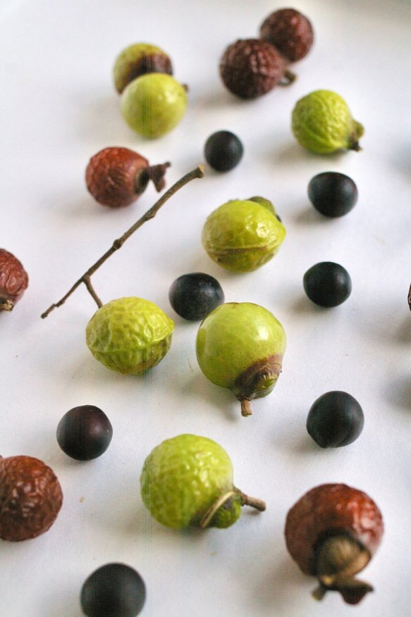 山葵色と飴色のムクロジの実と黒い種 2枚目の画像