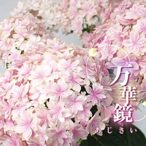 送料無料 島根県オリジナルあじさい万華鏡 希少ピンク アートフラワー