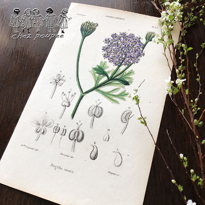 フランスアンティーク アメデ・ヴァラン 2枚セット 1852年 銅版画手彩色 フランスアンティーク アメデ・ヴァラン 2枚セット 1852年 銅