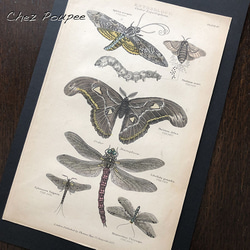 手彩色銅版画 昆虫図鑑 2 イラスト chez poupee 通販 9449191