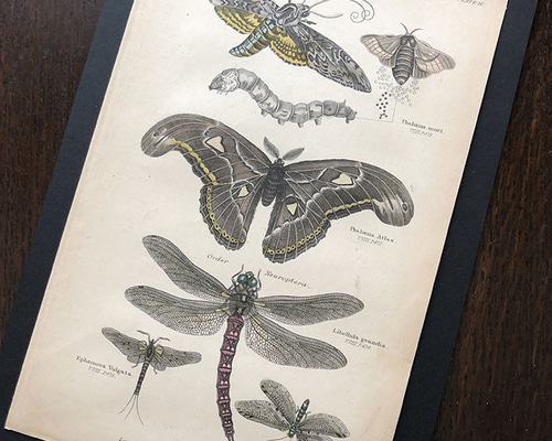 Tom　銅版画手彩色　昆虫　トンボ　フレーム付 0_5f4ef638a7471d7621cc5bbef1bc
