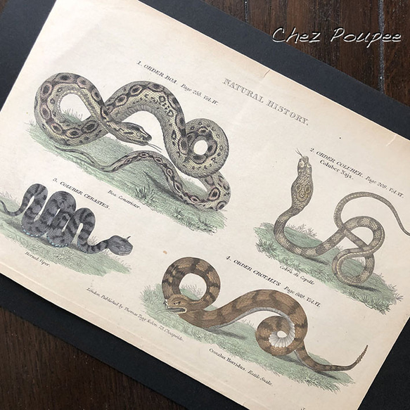 手彩色銅版画 蛇類図鑑 イラスト chez poupee 通販 9449658
