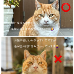 【オーダーメイド】でかねこ　羊毛フェルトでつくる猫（よくお読みください✳︎）※単色さん割引きアリ 4枚目の画像