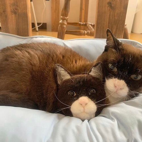 オーダーメイド】かべねこ（ほぼ実物大） 羊毛フェルトでつくる猫