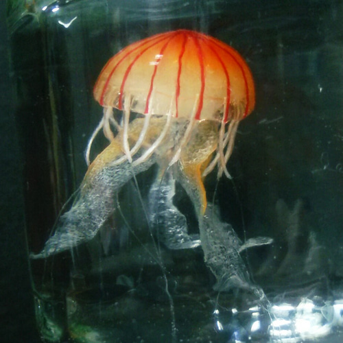 Fake Jellyfish△アカクラゲ 立体・オブジェ Mokelembembe 通販