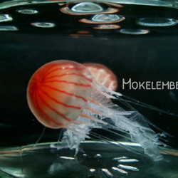 Fake Jellyfish△アカクラゲ【改良版】 1枚目の画像