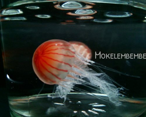 クラゲ くらげる クラゲLOVE111 | 平山 ヒロフミ |本 | 通販 | Amazon