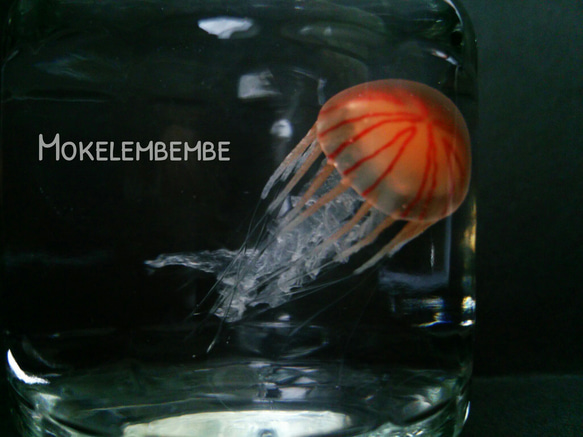 Fake Jellyfish△アカクラゲ【改良版】 5枚目の画像