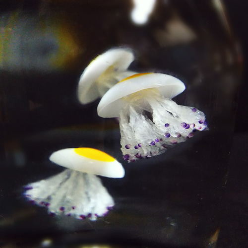 Fake Jellyfish△コティロリーザ・ツベルクラータ【改良版】 立体
