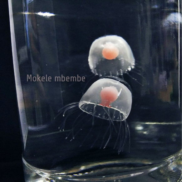 クラゲさんへ Fake Jellyfish ベニクラゲ 立体・オブジェ Mokelembembe 通販