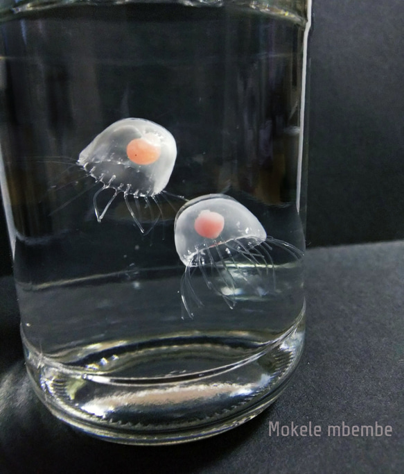 Fake Jellyfish ベニクラゲ 2枚目の画像