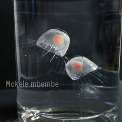 Fake Jellyfish ベニクラゲ 3枚目の画像