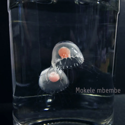 Fake Jellyfish ベニクラゲ 4枚目の画像