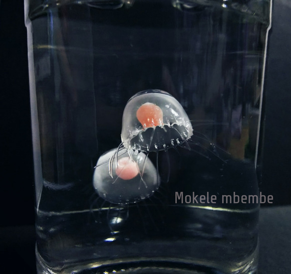 Fake Jellyfish ベニクラゲ 4枚目の画像