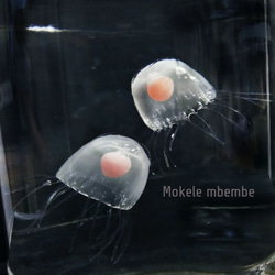 Fake Jellyfish ベニクラゲ 5枚目の画像