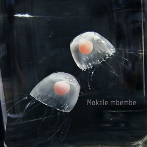 クラゲさんへ 春ペポニ】スタッフ推し生体ブログ！～トカゲ編～ | 名古屋の