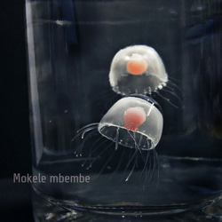Fake Jellyfish ベニクラゲ 6枚目の画像