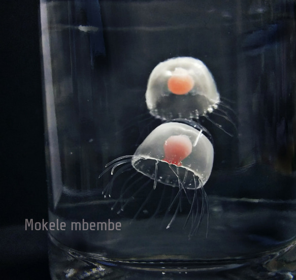 Fake Jellyfish ベニクラゲ 6枚目の画像