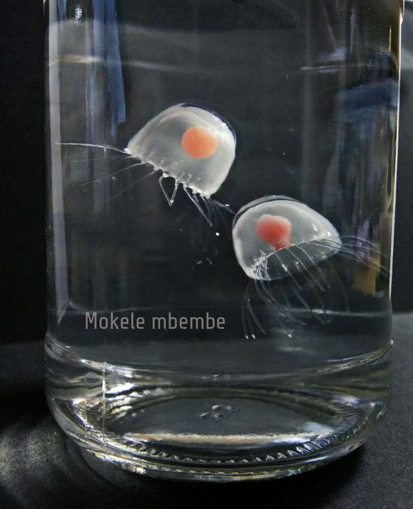 Fake Jellyfish ベニクラゲ 7枚目の画像