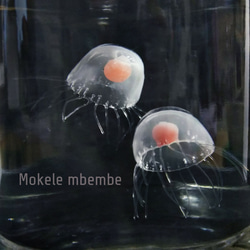 Fake Jellyfish ベニクラゲ 8枚目の画像