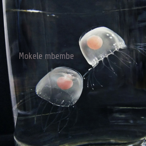 Fake Jellyfish ベニクラゲ 立体・オブジェ Mokelembembe 通販