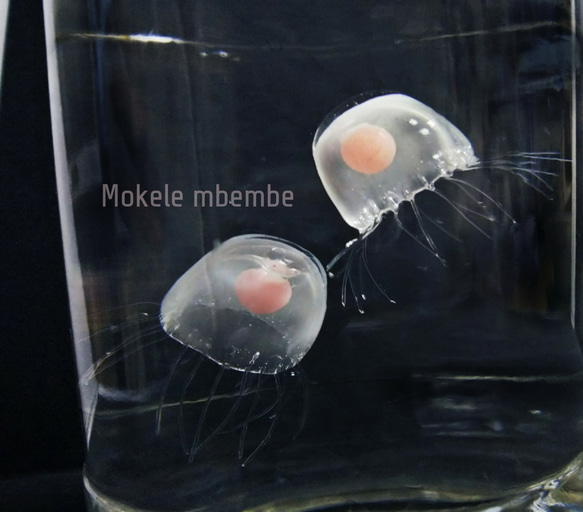 Fake Jellyfish ベニクラゲ 9枚目の画像