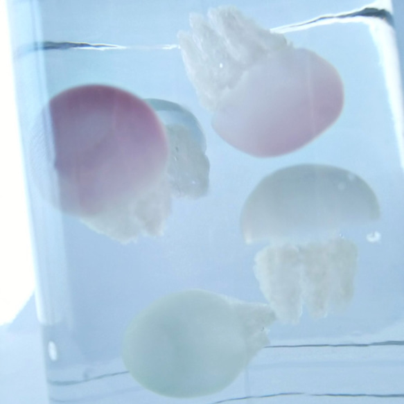 Fake Jellyfish△カラージェリーフィッシュ《新色追加！》 8枚目の画像