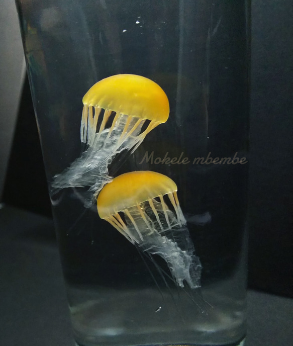 Fake Jellyfish△パシフィックシーネットル 1枚目の画像