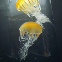 Fake Jellyfish△パシフィックシーネットル 2枚目の画像