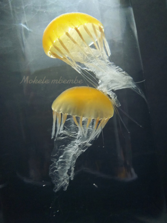 Fake Jellyfish△パシフィックシーネットル 2枚目の画像