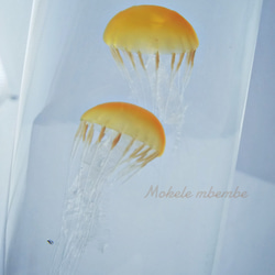 Fake Jellyfish△パシフィックシーネットル 3枚目の画像
