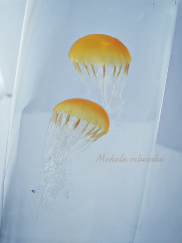 Fake Jellyfish△パシフィックシーネットル 3枚目の画像