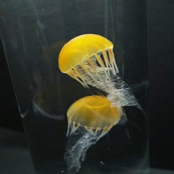 Fake Jellyfish△パシフィックシーネットル 4枚目の画像