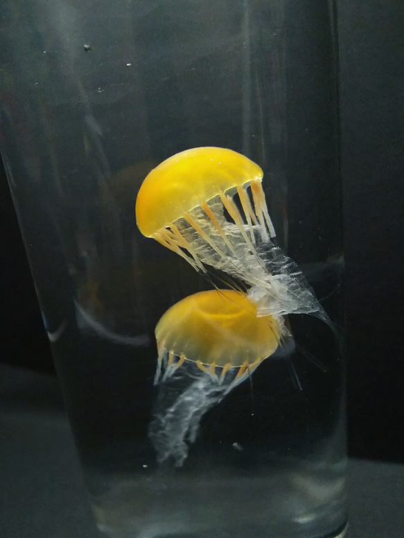 Fake Jellyfish△パシフィックシーネットル 4枚目の画像