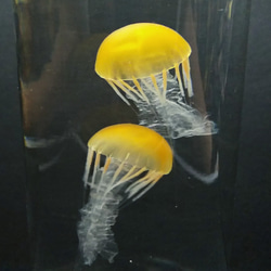 Fake Jellyfish△パシフィックシーネットル 5枚目の画像