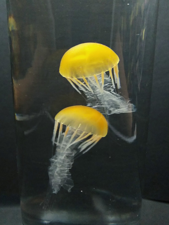 Fake Jellyfish△パシフィックシーネットル 5枚目の画像