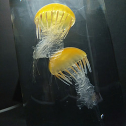 Fake Jellyfish△パシフィックシーネットル 6枚目の画像