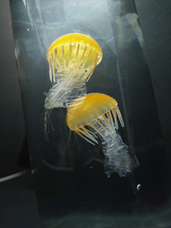 Fake Jellyfish△パシフィックシーネットル 6枚目の画像