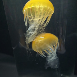 Fake Jellyfish△パシフィックシーネットル 7枚目の画像