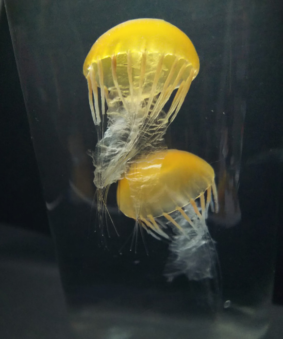 Fake Jellyfish△パシフィックシーネットル 7枚目の画像