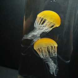 Fake Jellyfish△パシフィックシーネットル 9枚目の画像