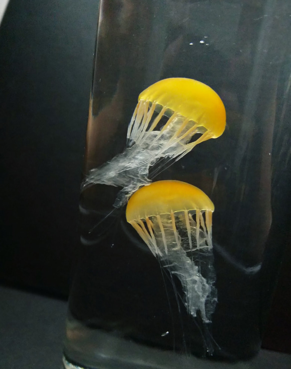 Fake Jellyfish△パシフィックシーネットル 9枚目の画像