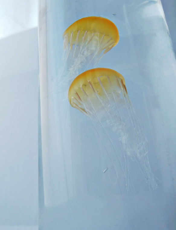 Fake Jellyfish△パシフィックシーネットル 10枚目の画像