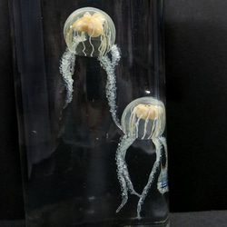 Fake Jellyfish△ウラシマクラゲ 5枚目の画像