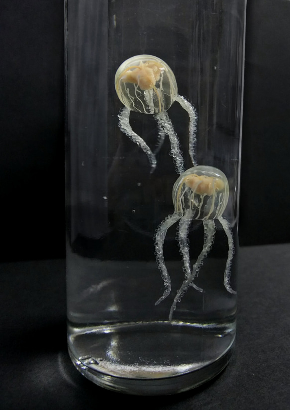 Fake Jellyfish△ウラシマクラゲ 6枚目の画像