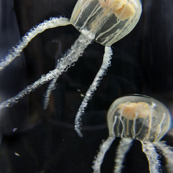 Fake Jellyfish△ウラシマクラゲ 7枚目の画像