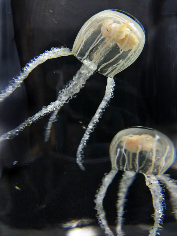 Fake Jellyfish△ウラシマクラゲ 7枚目の画像