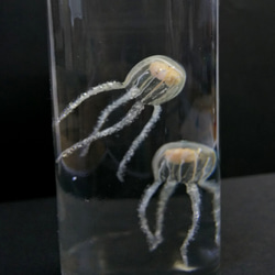 Fake Jellyfish△ウラシマクラゲ 10枚目の画像