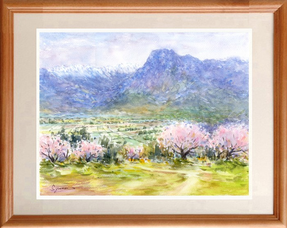 秋桜　水彩画　原画